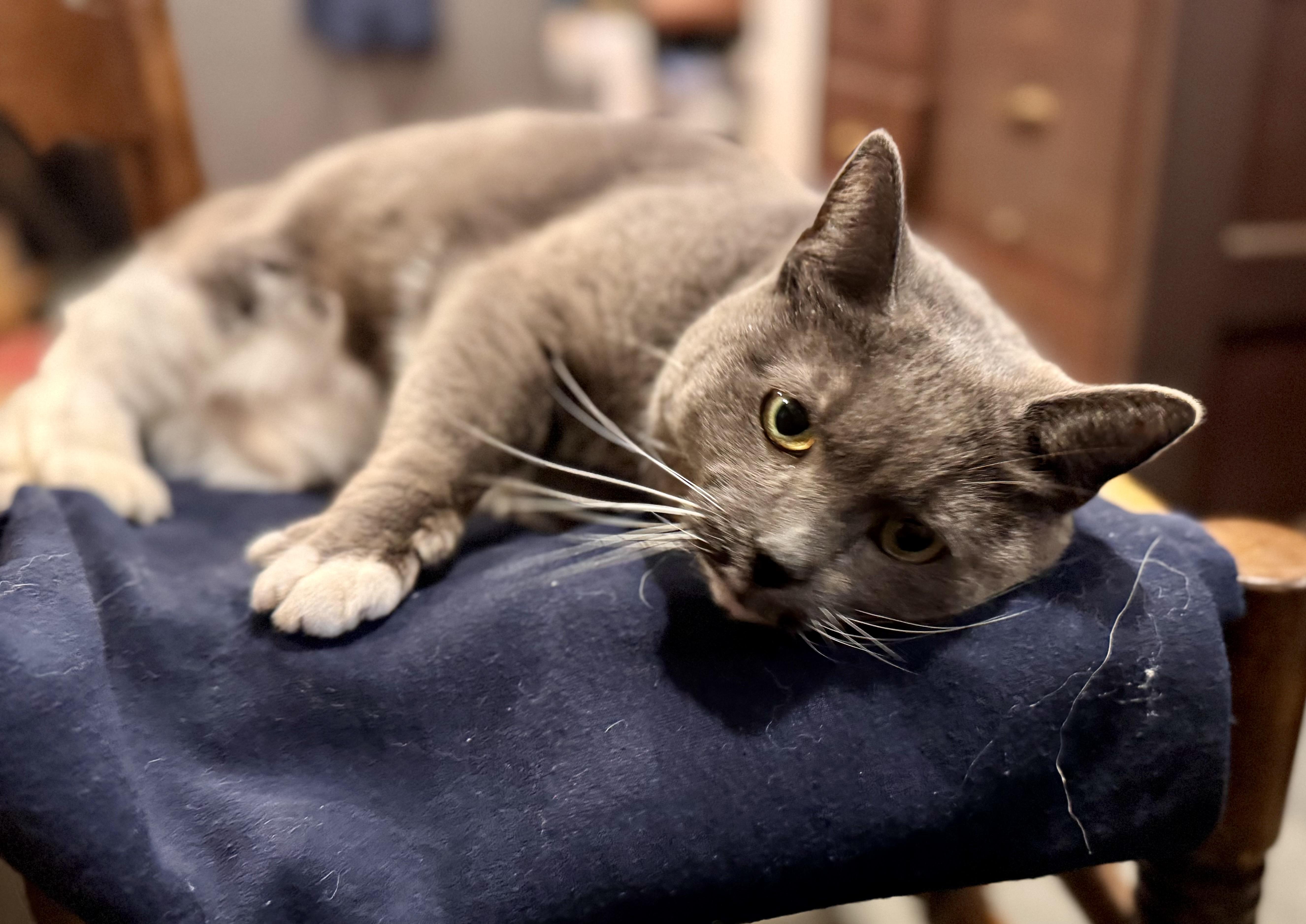 Blue Bunny!!!! thumbnail 2