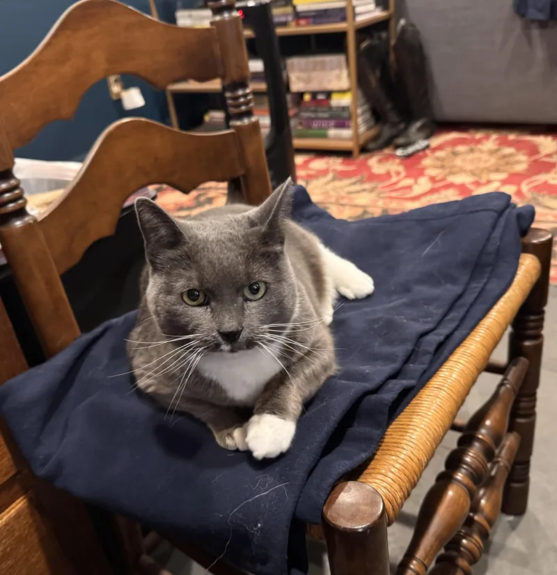 Blue Bunny!!!! thumbnail 3