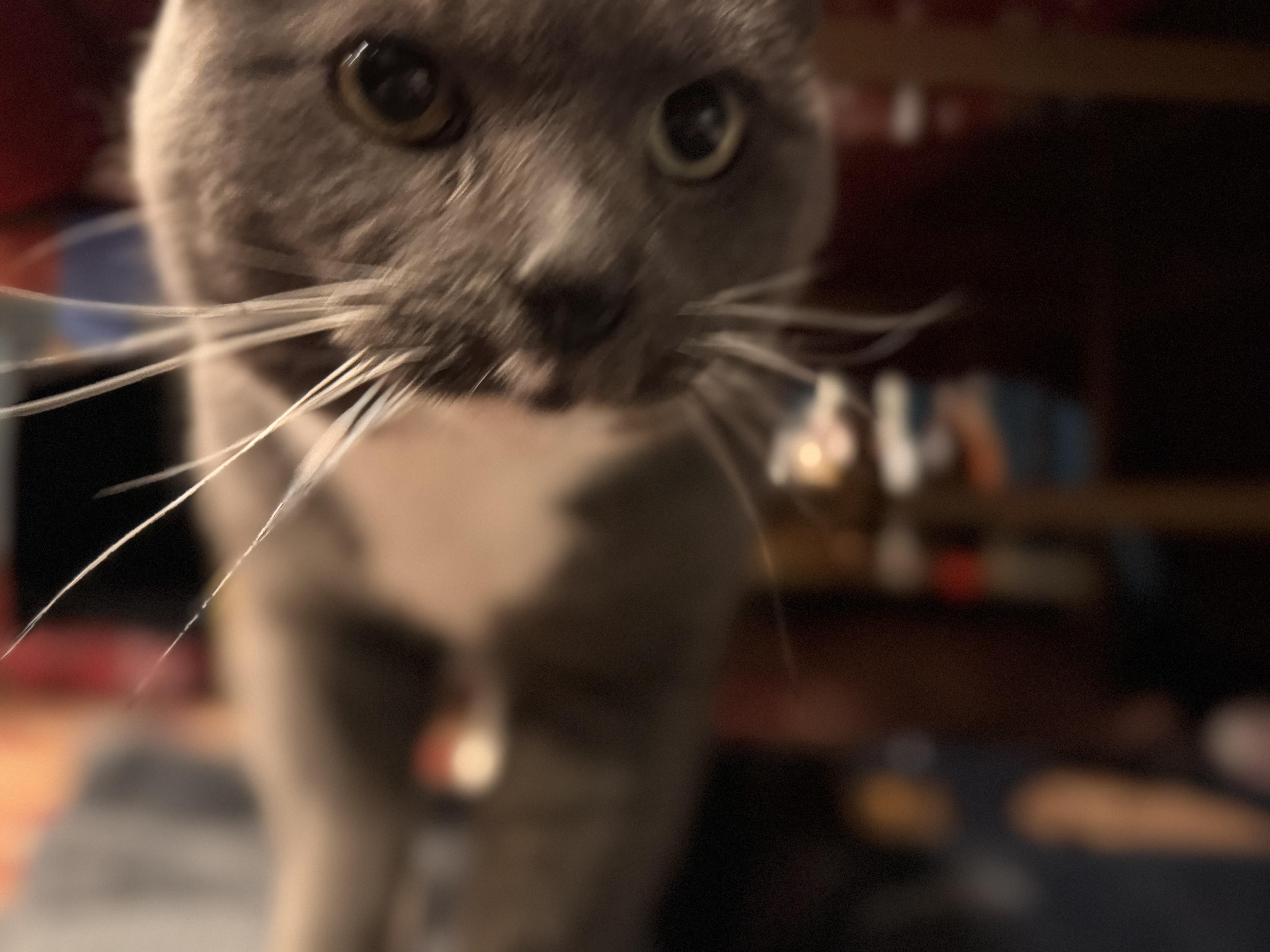 Blue Bunny!!!! thumbnail 4