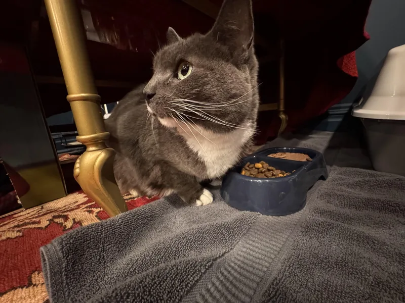 Blue Bunny!!!! thumbnail 5