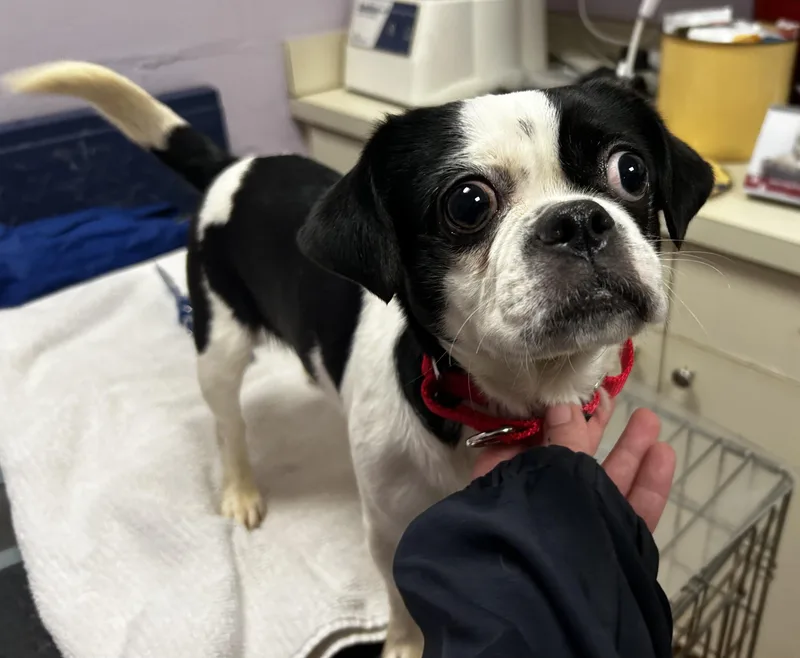 Cinderella thumbnail 2