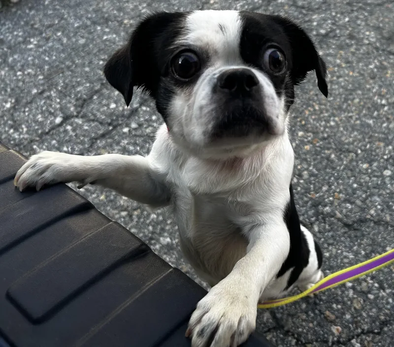 Cinderella thumbnail 3