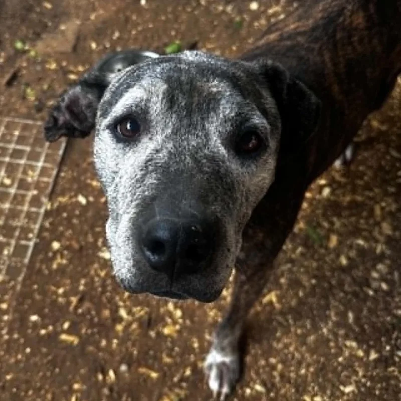 A senior medium-sized female Brindle Pit Bull Terrier dog named Bella for adoption in Stephenville, TX