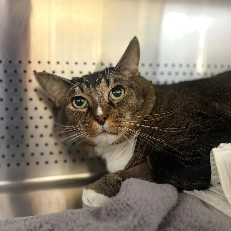 A senior large-sized male Brown / Chocolate Domestic Short Hair cat named Khan for adoption in Sarasota, FL