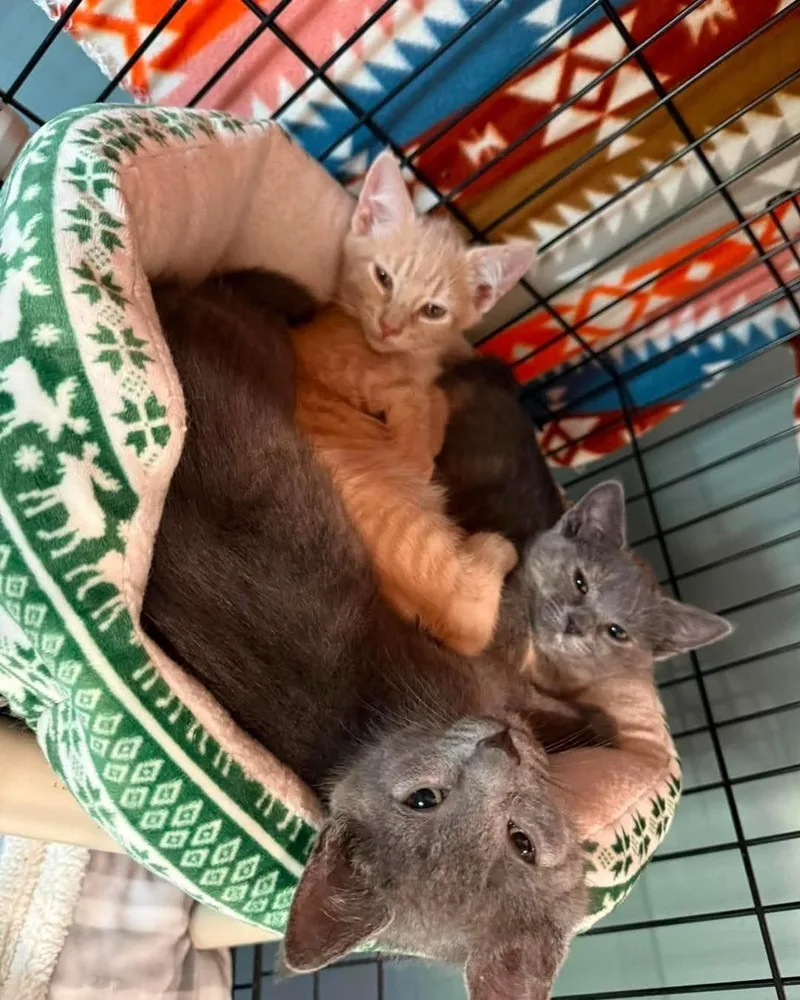 A baby small-sized male Tabby (Orange / Red) Tabby cat named Cilantro for adoption in New Bedford, MA