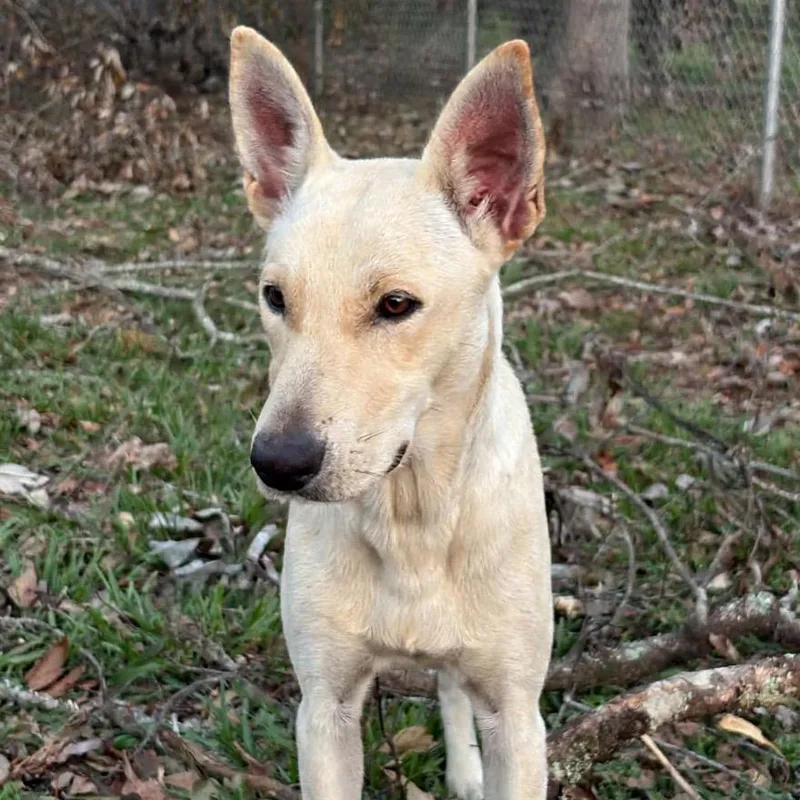 A young medium-sized female Shepherd dog named Irwin for adoption in Brewton, AL