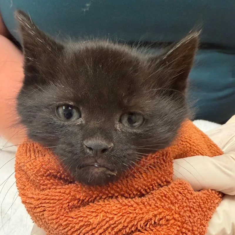 A baby small-sized female Black Domestic Short Hair cat named Feisty for adoption in Reno, NV