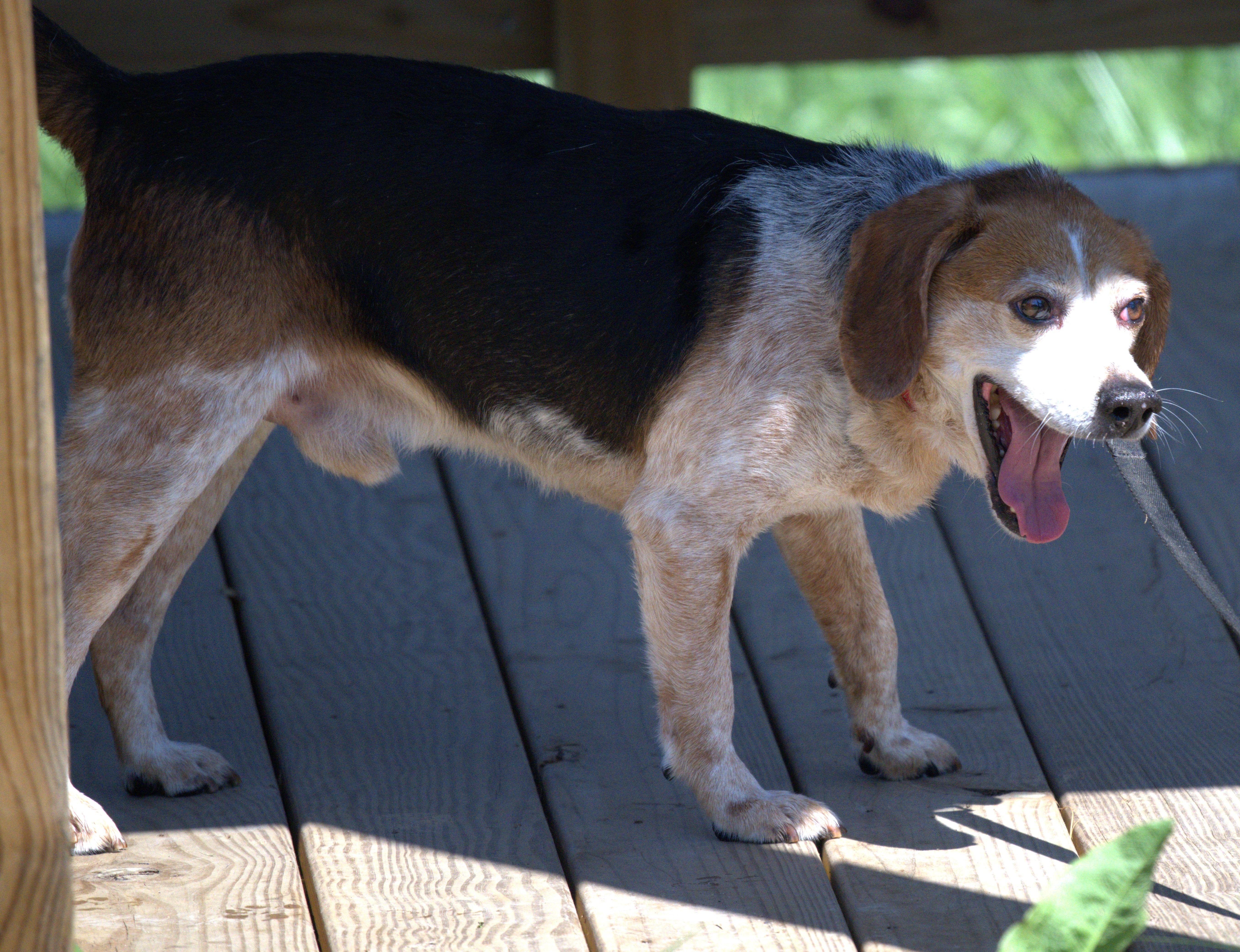 A senior medium-sized male Tricolor (Brown, Black, & White) Beagle dog named Detroit for adoption in Louisa, VA