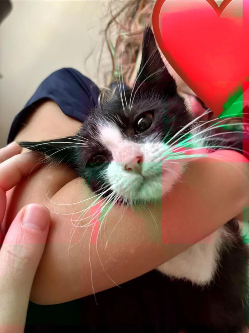 A baby medium-sized male Black & White / Tuxedo Domestic Short Hair cat named Cosmo for adoption in Houston, TX