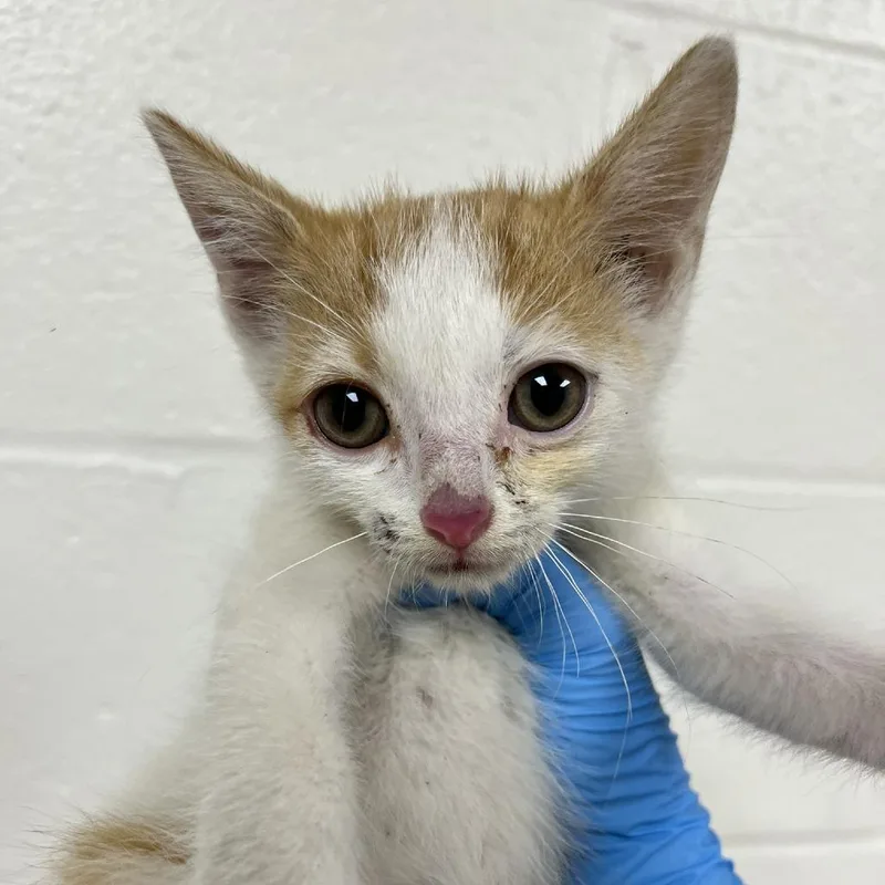 A baby small-sized male White Domestic Short Hair cat named Reese for adoption in Harrisonburg, VA