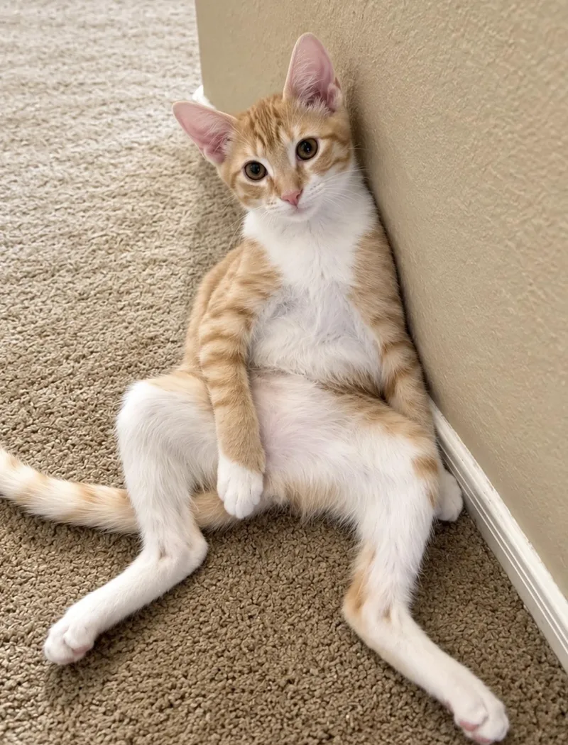 A baby medium-sized male Tabby cat named Milomillion Zillion for adoption in Chandler, AZ