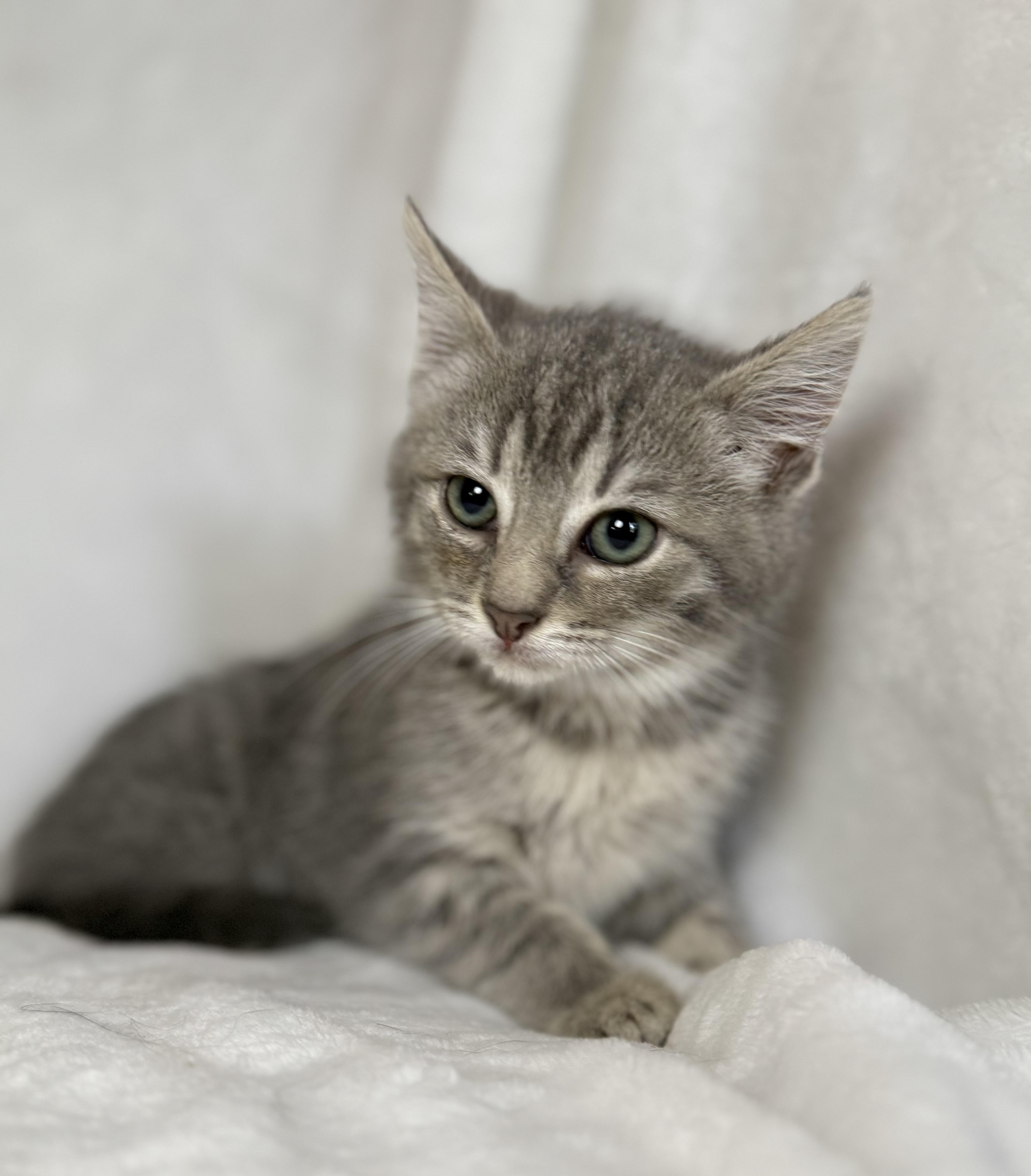 A baby medium-sized female Tabby (Gray / Blue / Silver) Domestic Short Hair cat named Paisley for adoption in Greensboro, NC