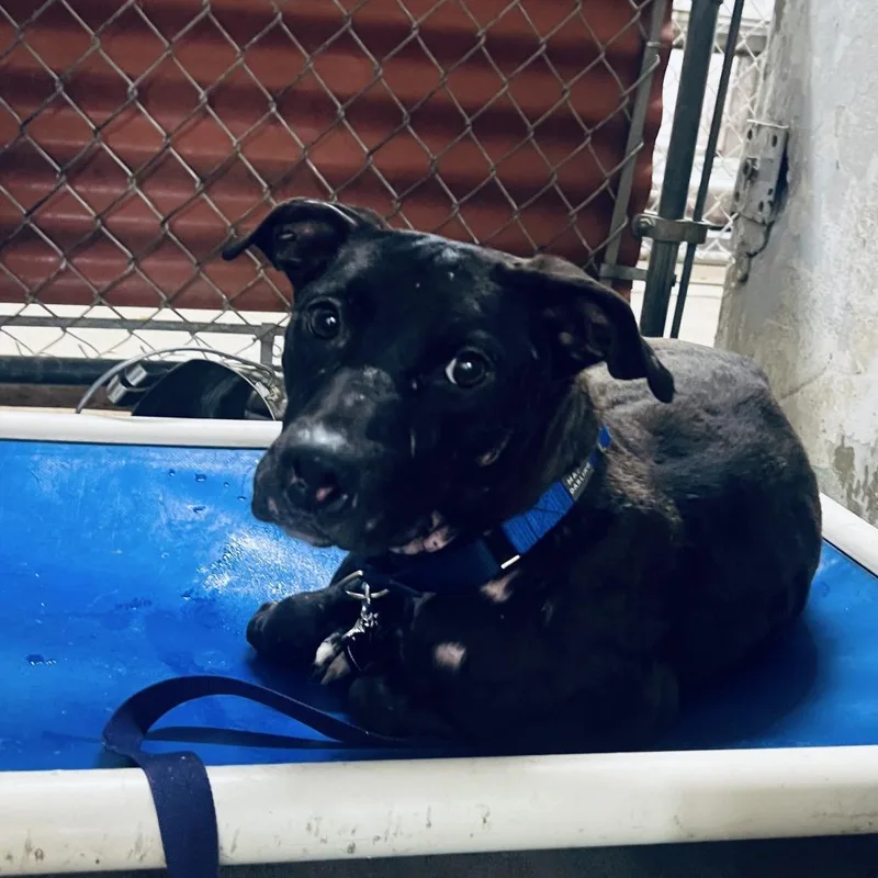 A young medium-sized female Black Labrador Retriever dog named Lia for adoption in Austin, TX