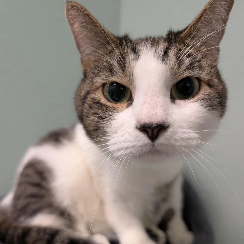 An adult medium-sized female Domestic Short Hair cat named Waffles for adoption in Titusville, FL