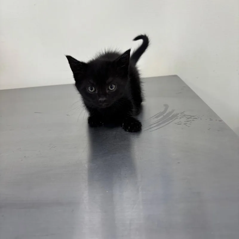 A baby small-sized female Black Domestic Short Hair cat named Lavender for adoption in Galax, VA