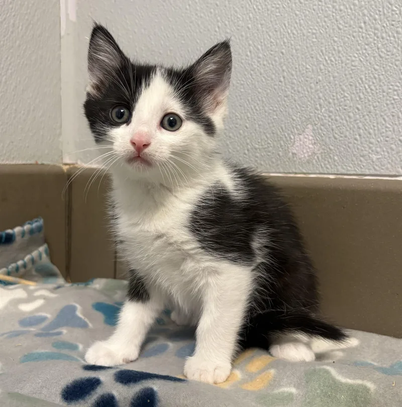 A baby small-sized male Tuxedo cat named Moo for adoption in Lathrop, CA