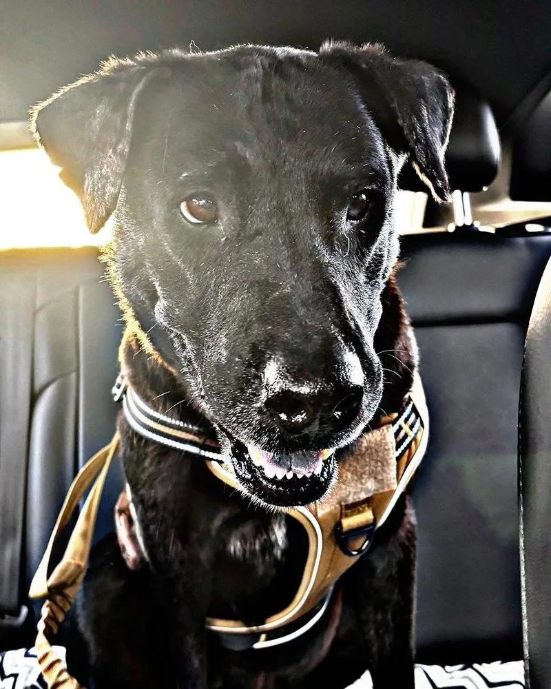 A young medium-sized male Black Labrador Retriever dog named Cole for adoption in Brookshire, TX