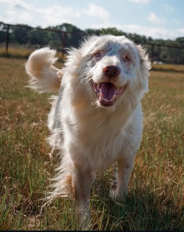 A young medium-sized female Merle (Blue) Australian Shepherd dog named Nora for adoption in Boulder, CO
