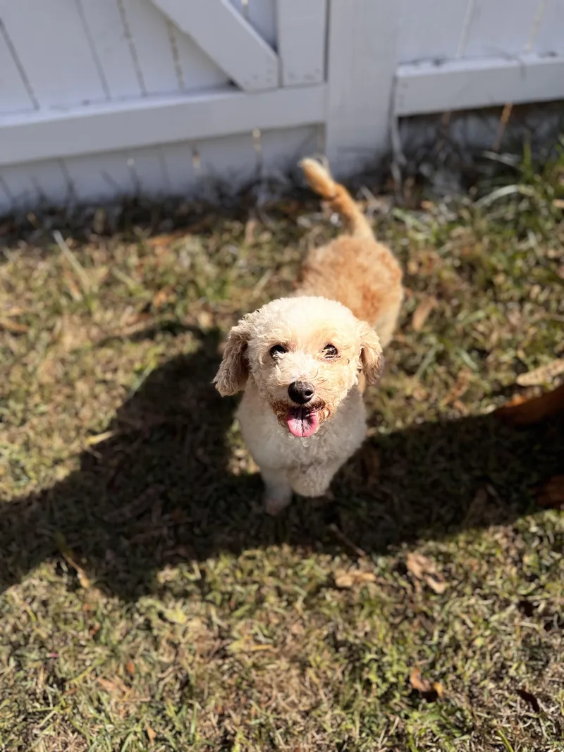 An adult small-sized female Apricot / Beige Bichon Frise dog named Midge for adoption in Hartwell, GA