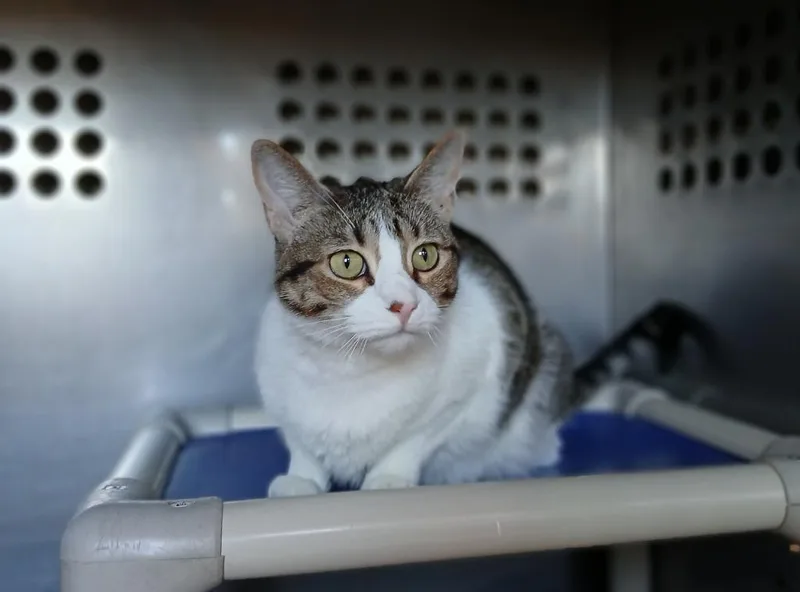 An adult large-sized female Domestic Short Hair cat named Malibu for adoption in Ladysmith, WI