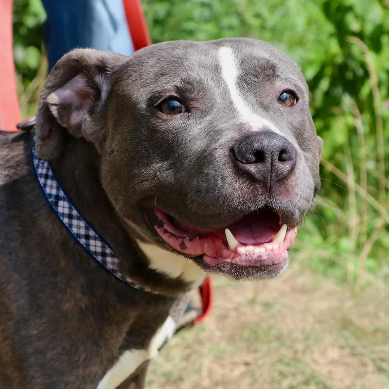 An adult medium-sized male Gray / Blue / Silver Mixed Breed dog named Bee Bop for adoption in Allentown, PA