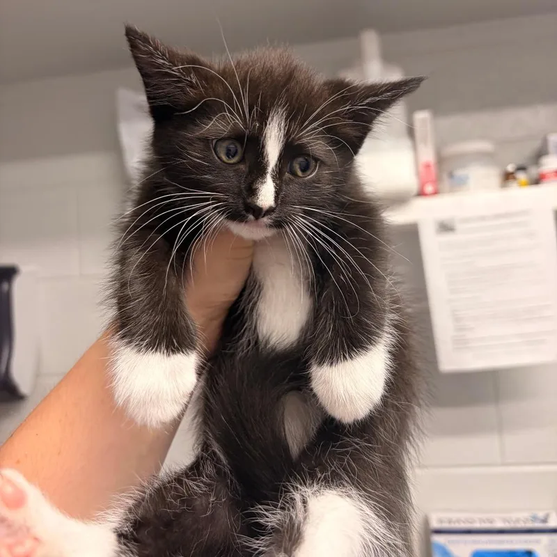 Oreo