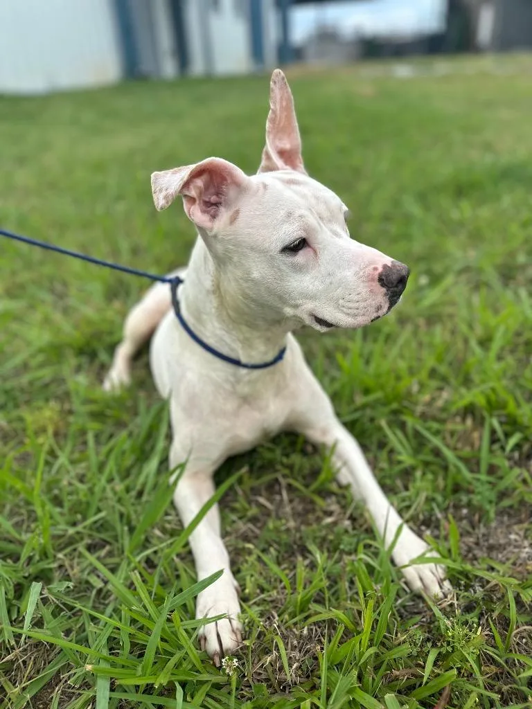 A young medium-sized female Mixed Breed dog named Cinderella for adoption in Jonesboro, AR