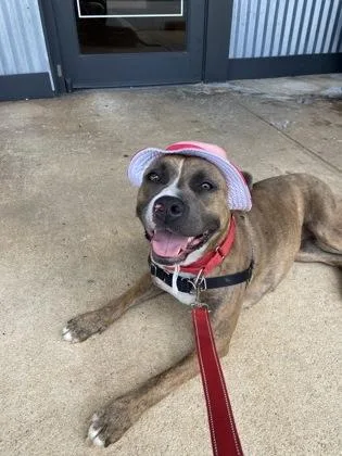 An adult large-sized female Mixed Breed dog named Casey for adoption in Chamblee, GA