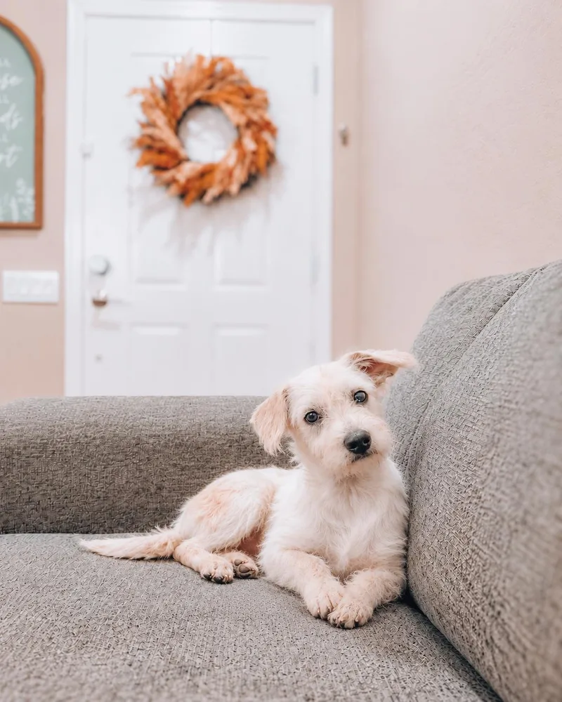 A baby medium-sized male Poodle dog named Starlord for adoption in Goodyear, AZ