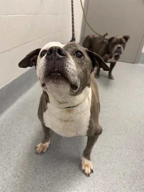 A senior large-sized male Pit Bull Terrier dog named Joker for adoption in Indianapolis, IN