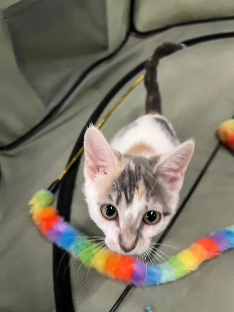 A baby medium-sized female Dilute Calico Domestic Short Hair cat named Meg for adoption in Lauderhill, FL