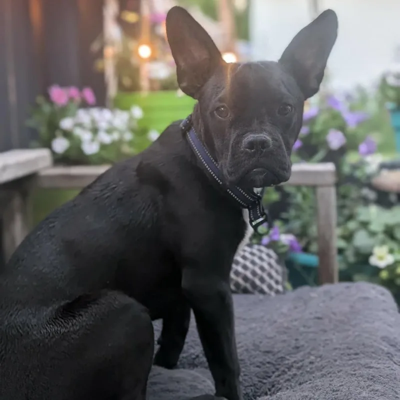 A young medium-sized male Black Boxer dog named Kane for adoption in Alma, WI