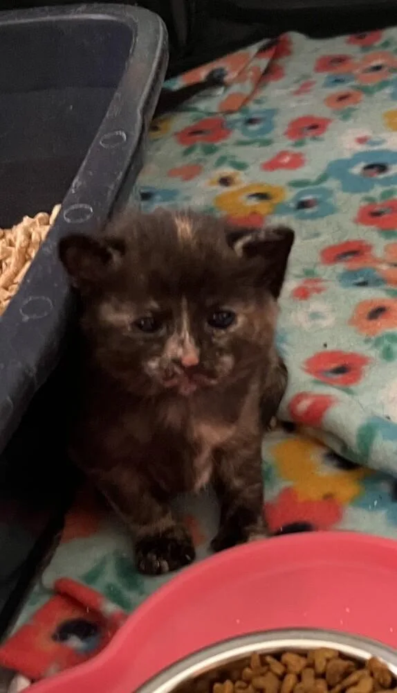 A baby small-sized female Domestic Short Hair cat named Patchy for adoption in Virginia Beach, VA