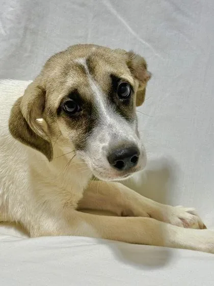 A baby medium-sized female Mixed Breed dog named Yam for adoption in West Chester, PA