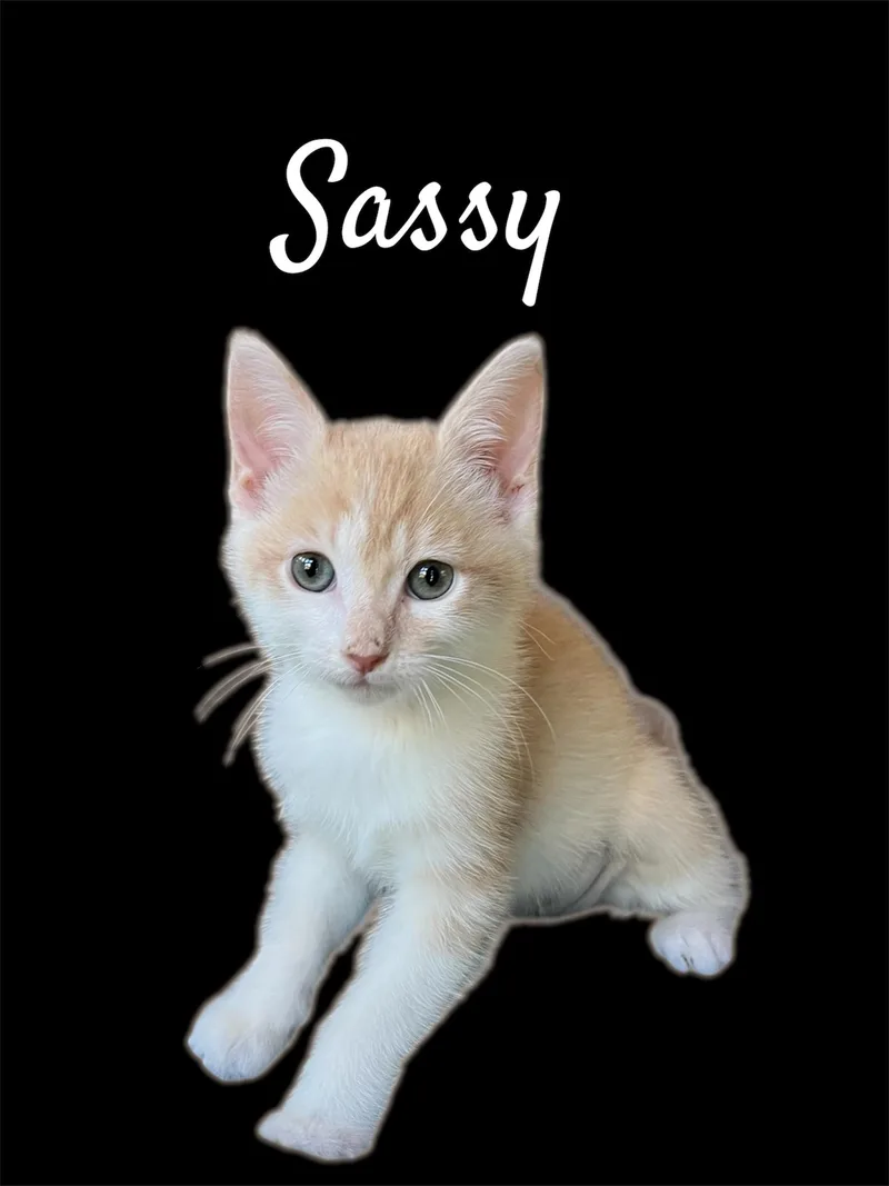 A baby small-sized female Tabby (Buff / Tan / Fawn) Domestic Short Hair cat named Sassy for adoption in Auburn, CA