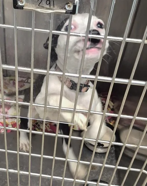 A baby small-sized female Pit Bull Terrier dog named Sharpie for adoption in Decatur, IL