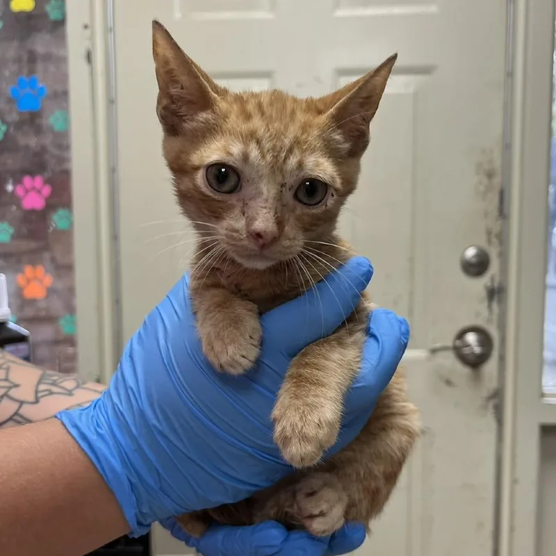 A baby small-sized male Orange / Red Domestic Short Hair cat named Taz for adoption in Hamilton, GA