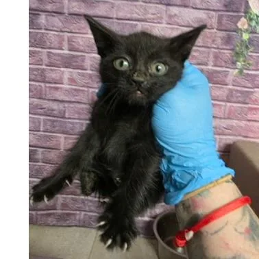 A baby small-sized female Black Domestic Short Hair cat named Daisy 'Neck' Carlsbad for adoption in Denver, CO