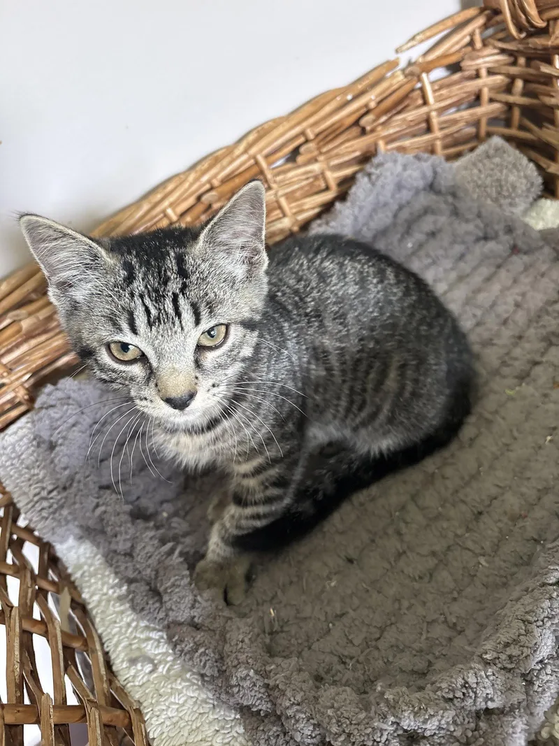 A baby medium-sized female Domestic Short Hair cat named Ziggy. for adoption in White Bluff, TN
