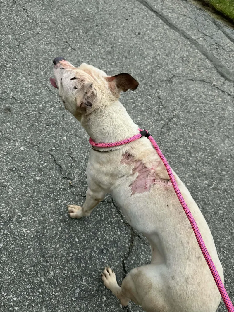 An adult medium-sized female White / Cream Mixed Breed dog named Halo for adoption in Elberton, GA