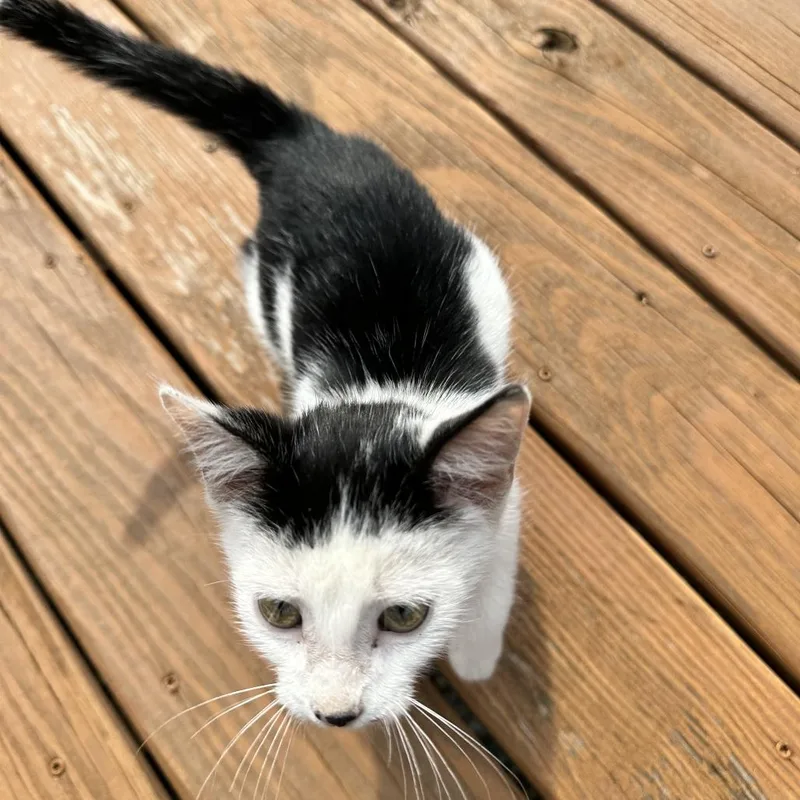 A baby small-sized male White Domestic Short Hair cat named FOUND st St NE for adoption in Rochester, MN