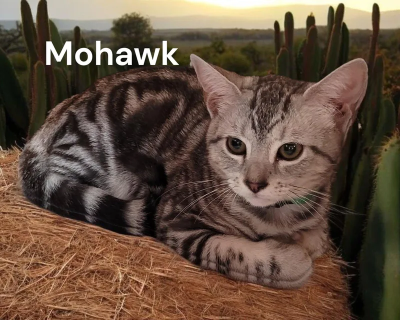 An adult medium-sized male Tabby cat named Mohawk for adoption in Weems, VA