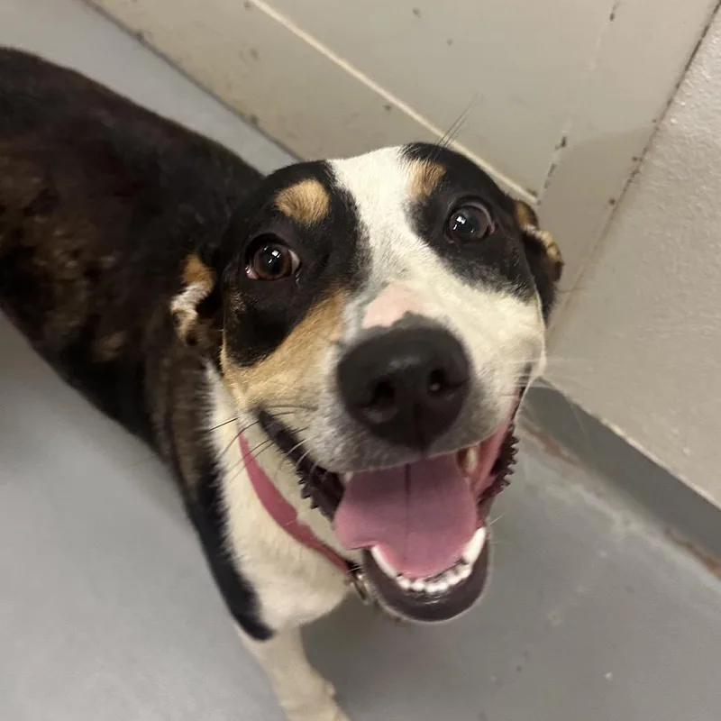 An adult medium-sized female Black Terrier dog named Stormie Jade for adoption in Binghamton, NY