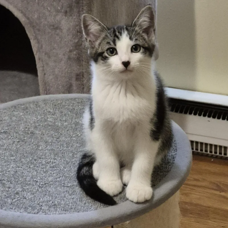 A baby small-sized male Tabby (Gray / Blue / Silver) Domestic Short Hair cat named Hue for adoption in Richmond, VA