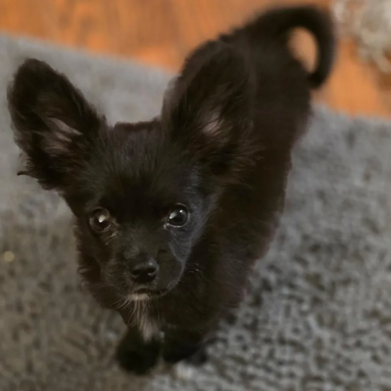A baby small-sized male Black Papillon dog named Loki for adoption in Anderson, SC