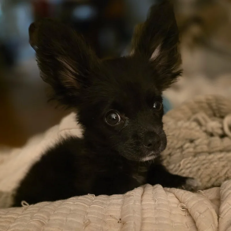 Loki thumbnail 2