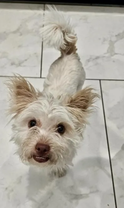 A young small-sized male Terrier dog named Uno for adoption in Littleton, CO