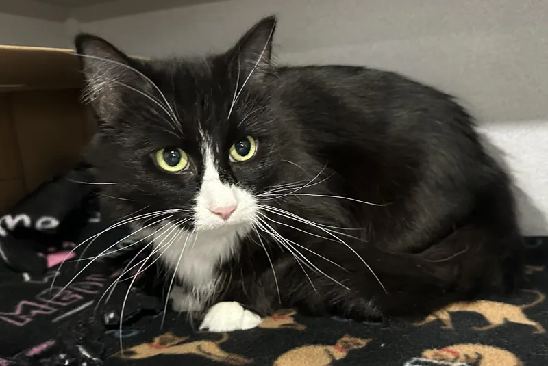 An adult medium-sized female Domestic Short Hair cat named Dolly Parton for adoption in Webster City, IA