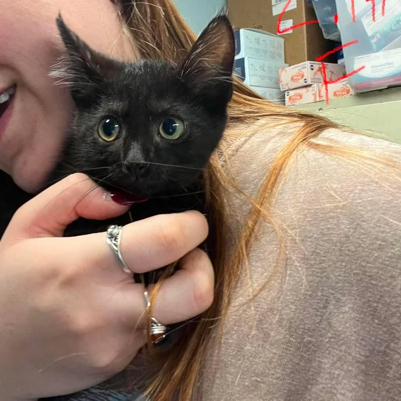 A baby small-sized female Black Domestic Short Hair cat named Danish for adoption in Edwardsville, IL