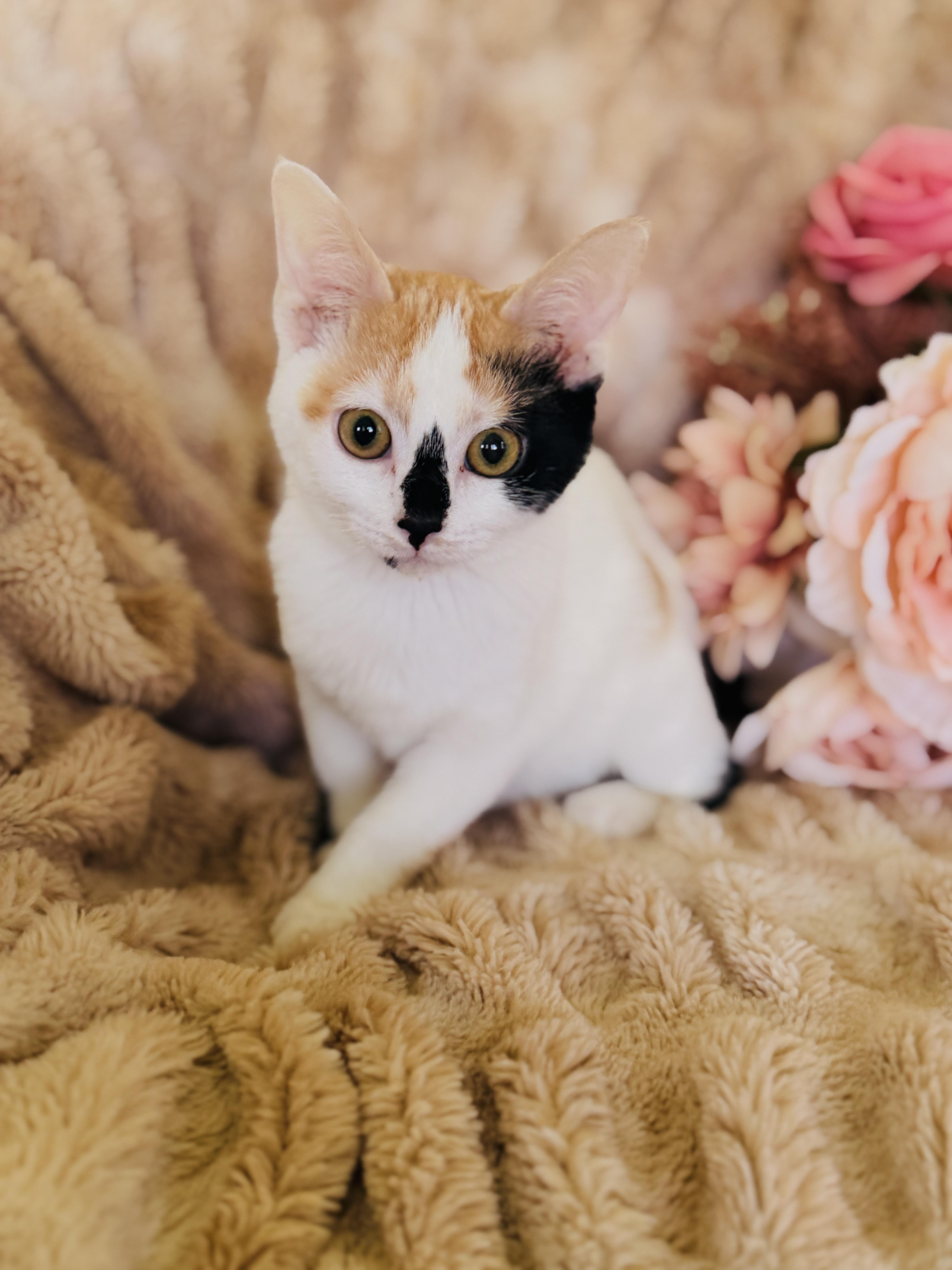 A baby small-sized female Calico Domestic Short Hair cat named Snowbelletransport for adoption in Gradyville, KY